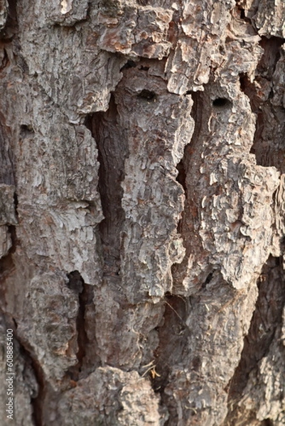 Fototapeta bark of a tree