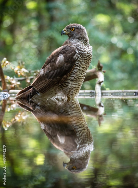 Fototapeta Northern goshawk (Accipiter gentilis) female in a lowland European forest standing in a pond