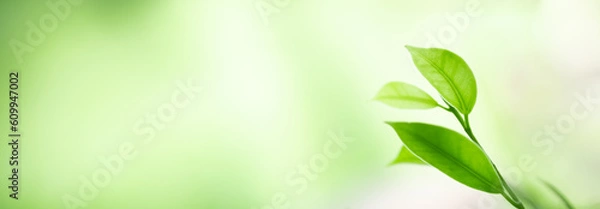 Fototapeta Beautiful nature view of green leaf on blurred greenery background in garden and sunlight with copy space using as background natural green plants landscape, ecology, fresh wallpaper concept.