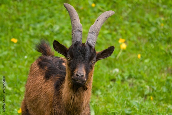 Fototapeta a goat in the forest meadow on the mountains at a spring day