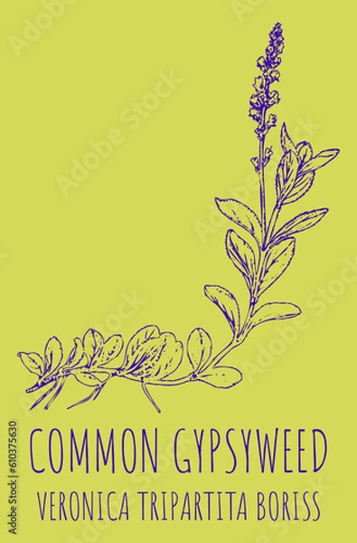 Fototapeta Vector drawings HEATH SPEEDWELL. Hand drawn illustration. Latin name VERONICA OFFICINALIS L.
