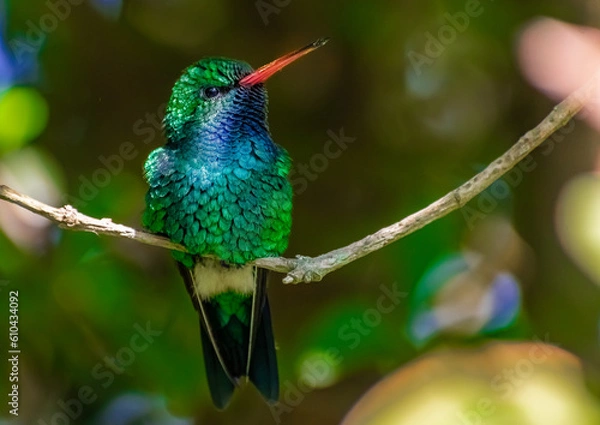 Fototapeta Esmeralda ventridorada o picaflor común verde (Chlorostilbon lucidus)