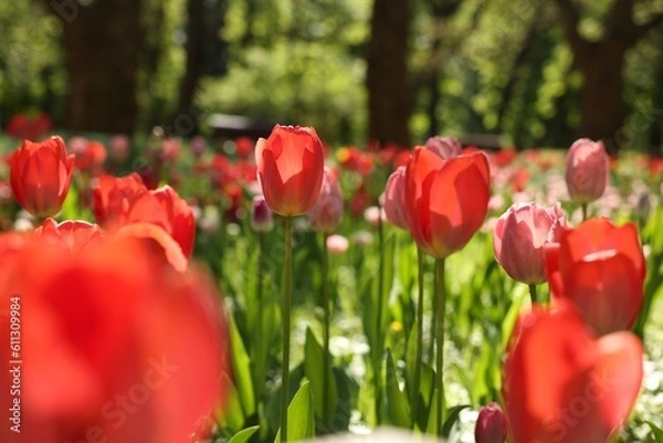 Fototapeta Beautiful bright tulips growing outdoors on sunny day, closeup