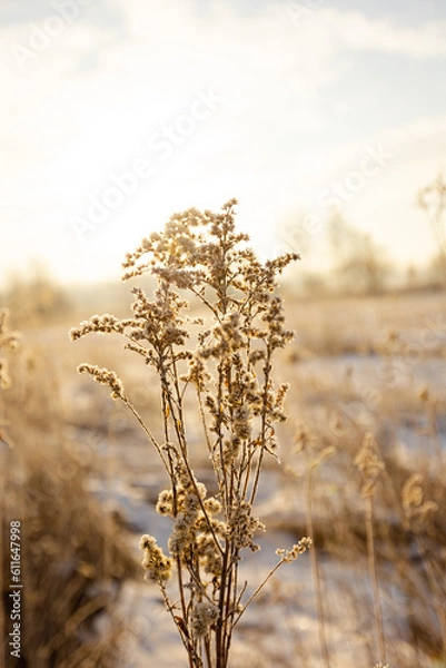 Fototapeta Sucha trawa / Dray grass