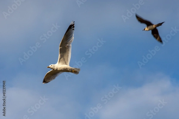 Fototapeta birds on sky