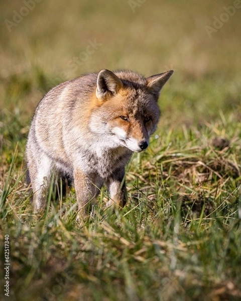 Fototapeta Vertical shot of an Iberian fox in the field with cunning glance