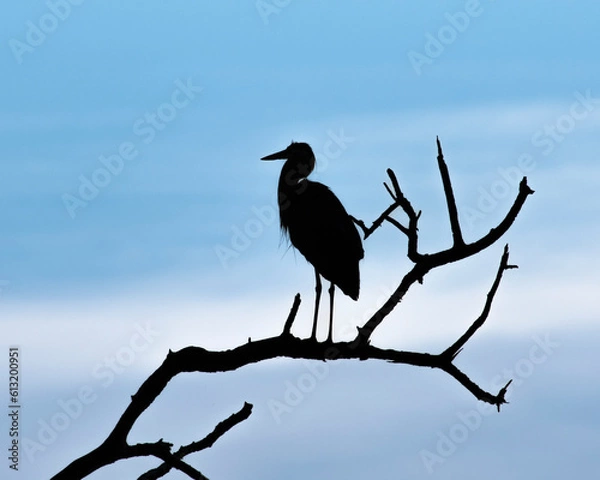 Fototapeta Great Blue Heron silhouette on tree branch