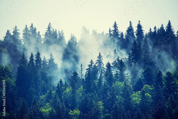 Obraz Misty mountain landscape