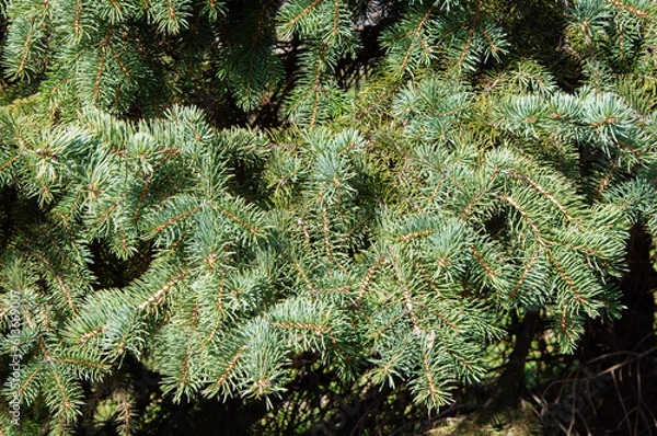 Fototapeta Green fir branches background