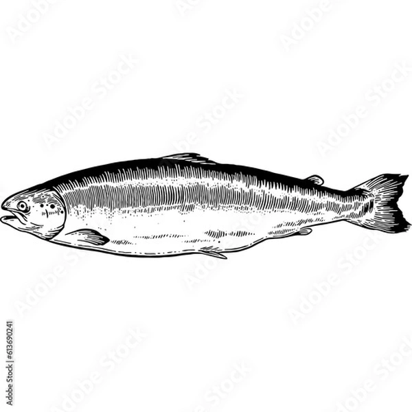 Fototapeta Hand drawn Salmon Sketch Illustration