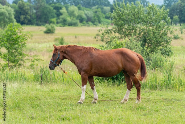 Fototapeta Brown horse in a field on a pasture