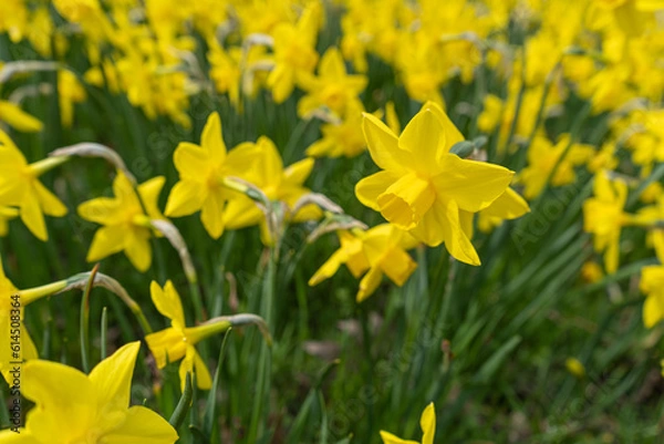 Fototapeta Daffodils Flowers Closeup, Yellow Narcissus, Early Spring Flowers with Selective Focus, Macro Photo Tulip Petals