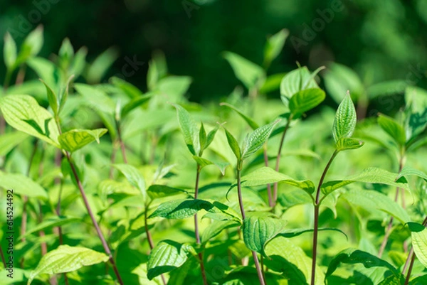 Fototapeta Bush cornus alba with green leaves and red stems. Natural plant borders of siberian dogwood in landscape design. Bright juicy branches cornus sibirica grow in springtime. Wallpapers in green colors.