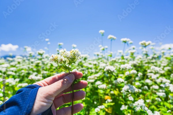 Fototapeta 蕎麦の花を持つ手