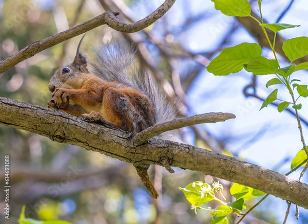 Fototapeta A squirrel sits on a tree branch among the leaves on a summer day.