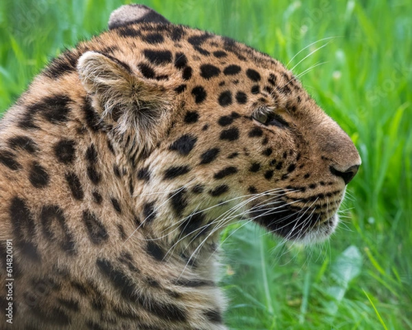 Fototapeta Close-Up Critically Endangered Amur Leopard