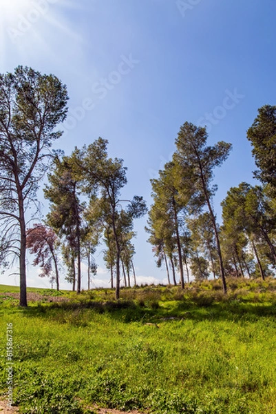 Fototapeta The slender pines grow in the meadow