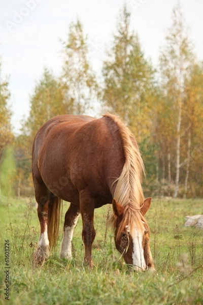 Fototapeta Palomino percheron at the pasture