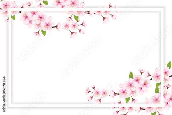 Fototapeta Cherry blossom vector. pink sakura flower background. cherry blossom flower blooming vector