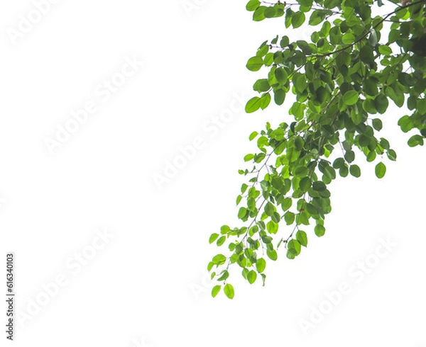 Obraz nature Leaves on a white background,PNG file.