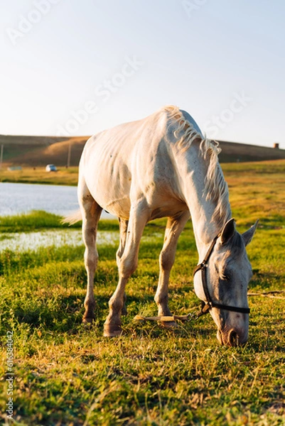 Fototapeta horse in the meadow near the lake