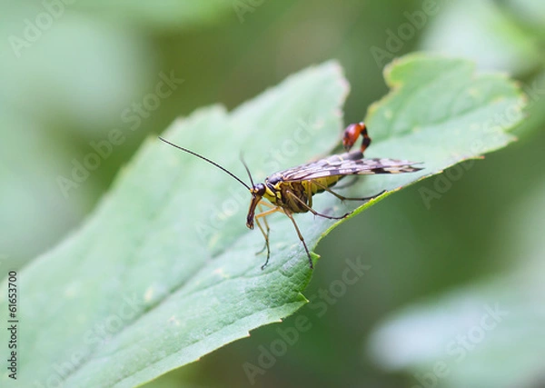 Fototapeta Insect fly (Рапогра).