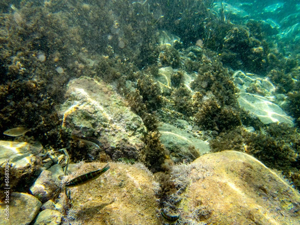 Fototapeta Vista subacquea dell'isola delle sirene con pesci e alghe.