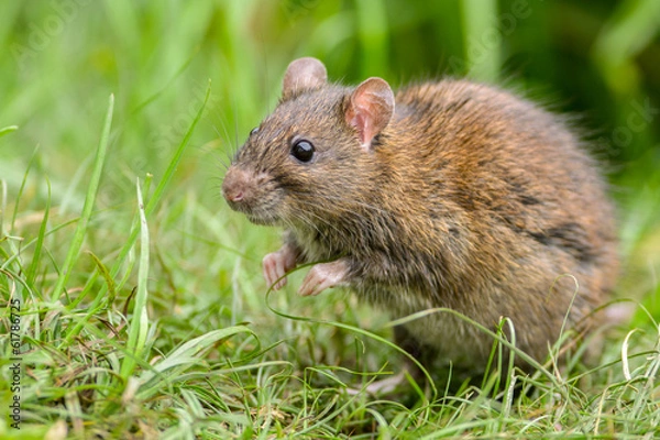 Fototapeta Cautious Brown rat in the wild