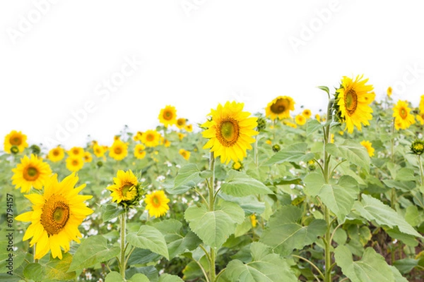 Fototapeta Blooming field of a sunflower