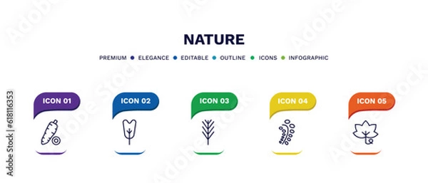 Fototapeta set of nature thin line icons. nature outline icons with infographic template. linear icons such as yucca, obcordate, pine leaf, black willow, grape leaf vector.