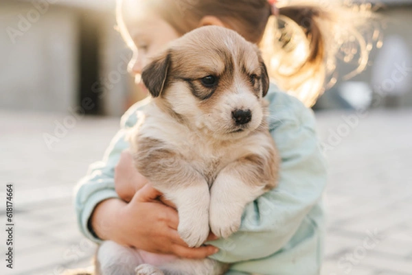 Fototapeta Cute little girl in casual clothes sitting on floor in light room and playing with cute dog