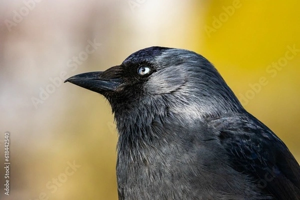 Fototapeta Closeup shot of a western jackdaw with a blurry background.