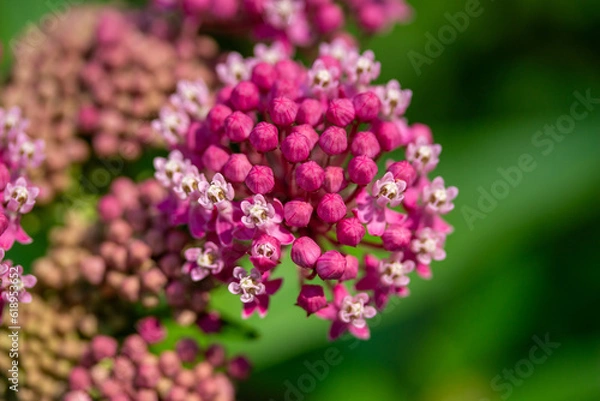 Fototapeta Macro texture background of showy pink swamp milkweed (Asclepias incarnata) flowers in various stages of buds and blooms