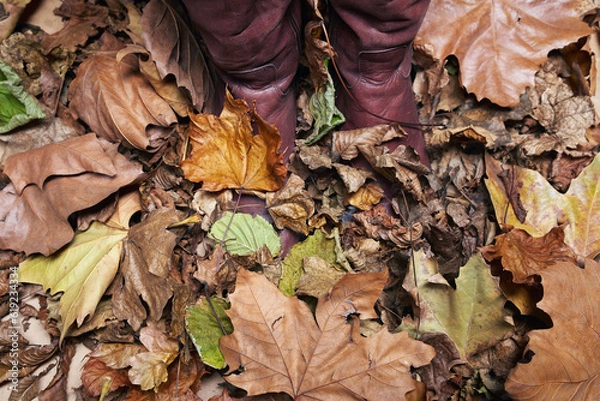 Fototapeta Leather boots shrouded of autumn fallen colorful leaves background