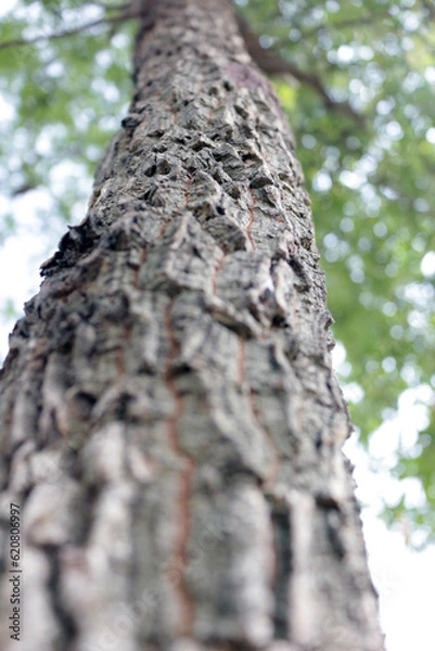 Fototapeta View of an old tree trunk from below