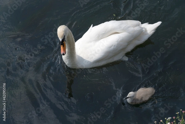 Fototapeta swan and duckling in Sile river water, Treviso, Italy