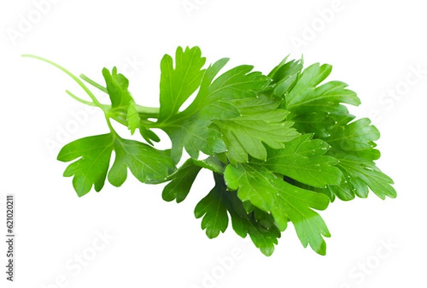 Fototapeta Fresh green parsley, transparent background