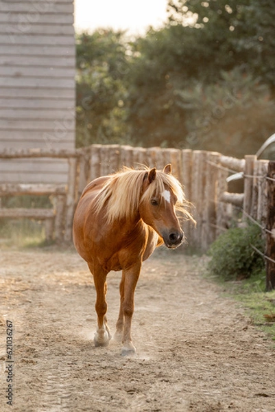 Fototapeta Cute little pony walking towards the camera