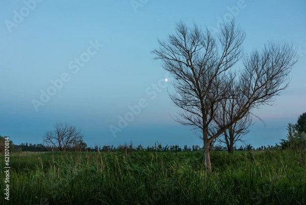 Fototapeta A tree without leaves and a clear sky with a moon over a swamp with reeds on a summer evening