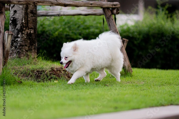 Fototapeta Puppy playing on the grass