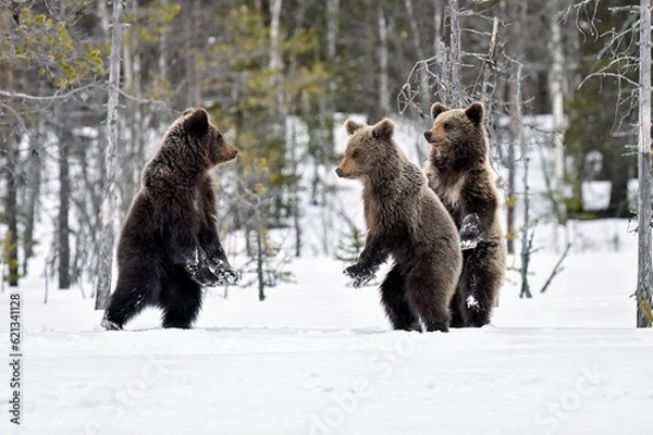 Obraz Bear cubs standing and observing on the snow