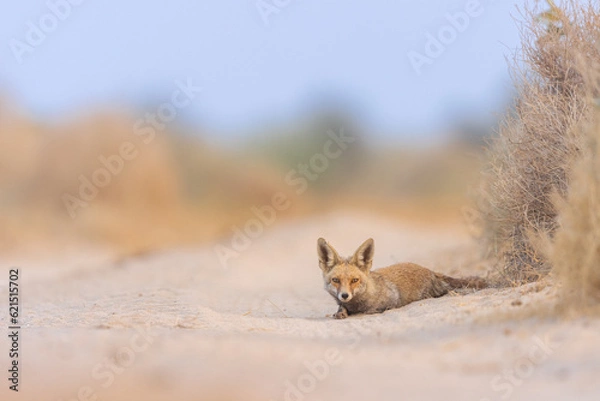 Fototapeta Indian Desert Fox At Desert National Park Rajasthan 