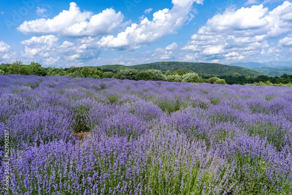 Fototapeta Beautiful lavender field with long purple rows. fluffy clouds