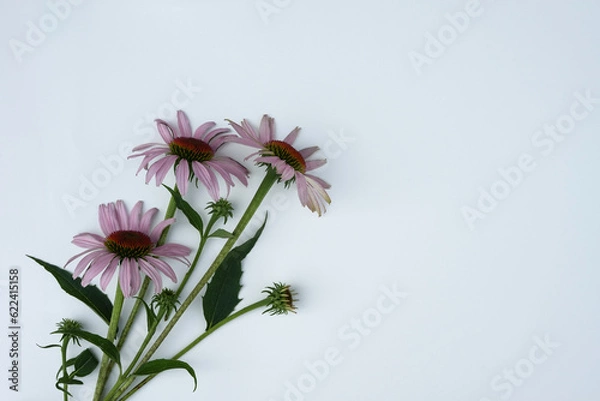 Fototapeta Beautiful blooming echinacea flowers with leaves on white background. Floral concept. Flat lay, top view.	
