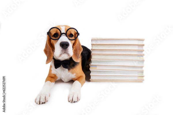 Fototapeta A beagle dog in a bow tie and round glasses lies on a white isolated background near a stack of books. The concept of education, return to school. 