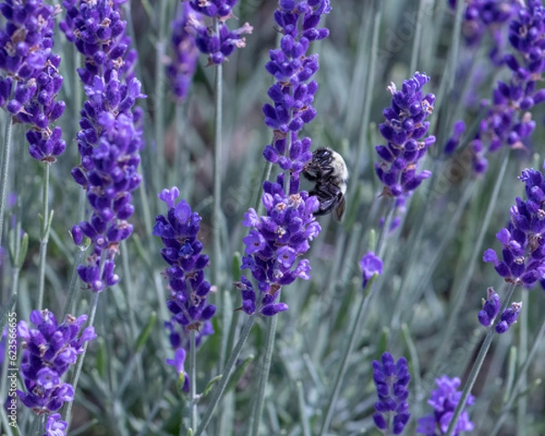 Fototapeta Isolated large honey bumble bee facing forward gathering pollen in a field of lavender. Beautiful bokeh blurred background.