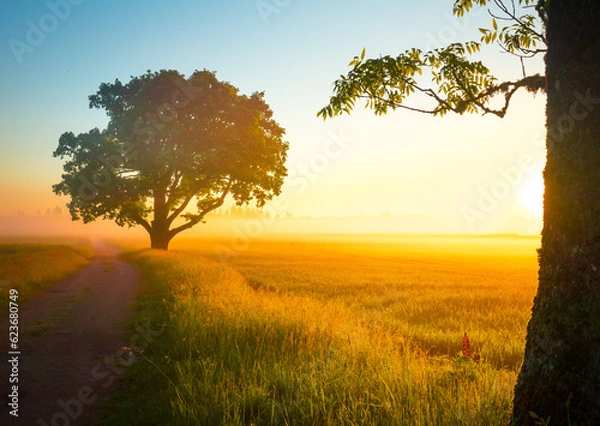 Fototapeta Golden Pathways: Serene Gravel Road in the Summer Sunlight in Northern Europe