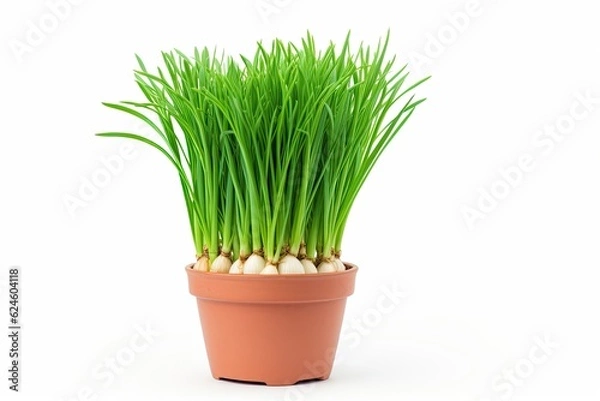 Fototapeta Green onion growing in flower pot isolated on white background