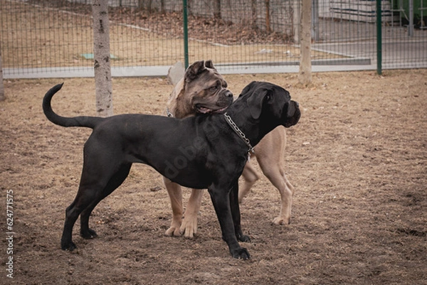 Fototapeta frame in motion. Two Cane Corsos are playing outdoors. Large dog breeds. Italian dog Cane Corso. Dog games.