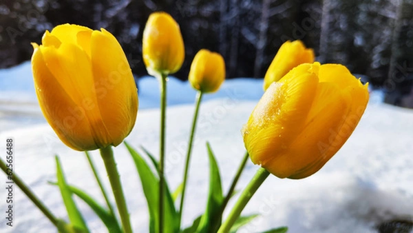 Fototapeta Bouquet of beautiful yellow tulips on snow on cold sunny day. Concept of opposite. Winter and flowers. International Women's Day on March 8, Mother's Day, Valentine's Day. Card, background, copy space